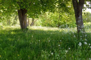 Güneşli bir bahar gününde yeşil yaprak döken bir orman parkında (ara yol). Güçlü ağaçlar. Yumuşak güneş ışığı, güneş ışınları. Doğa, çevre koruma, ekoloji, eko-turizm, kuzey yürüyüşü, bisiklet