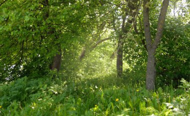 Güneşli bir bahar gününde yeşil yaprak döken bir orman parkında (ara yol). Güçlü ağaçlar. Yumuşak güneş ışığı, güneş ışınları. Doğa, çevre koruma, ekoloji, eko-turizm, kuzey yürüyüşü, bisiklet