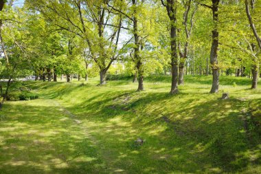 Güneşli bir bahar gününde yeşil yaprak döken bir orman parkında (ara yol). Güçlü ağaçlar. Yumuşak güneş ışığı, güneş ışınları. Doğa, çevre koruma, ekoloji, eko-turizm, kuzey yürüyüşü, bisiklet