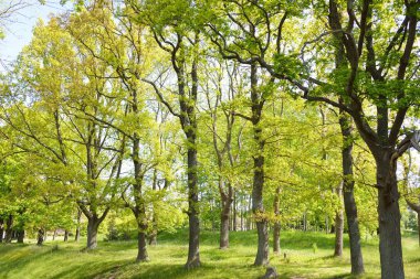 Güneşli bir bahar gününde yeşil yaprak döken bir orman parkında (ara yol). Güçlü ağaçlar. Yumuşak güneş ışığı, güneş ışınları. Doğa, çevre koruma, ekoloji, eko-turizm, kuzey yürüyüşü, bisiklet