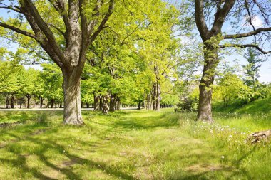 Güneşli bir bahar gününde yeşil yaprak döken bir orman parkında (ara yol). Güçlü ağaçlar. Yumuşak güneş ışığı, güneş ışınları. Doğa, çevre koruma, ekoloji, eko-turizm, kuzey yürüyüşü, bisiklet