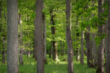Güneşli bir günde yeşil yaprak döken orman parkının panoramik görüntüsü. Güçlü ağaçlar, bitkiler, yosunlar. Yumuşak güneş ışığı. Atmosferik manzara. Doğa, çevre, ekoloji, eko-turizm, kuzey yürüyüşü, keşif