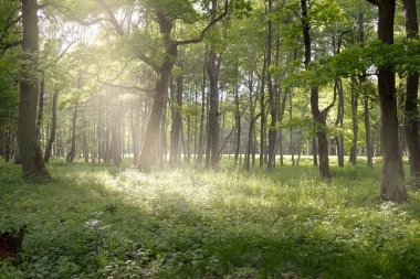 Açık bir yaz gününde yaprak döken orman (halk parkı). Güçlü ağaçlar, yosunlar, yeşil bitkiler. Saf güneş ışığı, güneş ışınları. Idyllic manzara. Doğa, ekoloji, çevre, yürüyüş, eko-turizm, eğlence