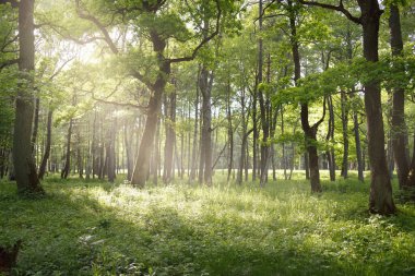 Güneşli bir günde yeşil yaprak döken orman parkının panoramik görüntüsü. Güçlü ağaçlar, bitkiler, yosunlar. Yumuşak güneş ışığı. Atmosferik manzara. Doğa, çevre, ekoloji, eko-turizm, kuzey yürüyüşü, keşif