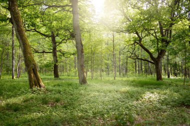 Açık bir yaz gününde yaprak döken orman (halk parkı). Güçlü ağaçlar, yosunlar, yeşil bitkiler. Saf güneş ışığı, güneş ışınları. Idyllic manzara. Doğa, ekoloji, çevre, yürüyüş, eko-turizm, eğlence