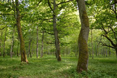 Güneşli bir günde yeşil yaprak döken orman parkının panoramik görüntüsü. Güçlü ağaçlar, bitkiler, yosunlar. Yumuşak güneş ışığı. Atmosferik manzara. Doğa, çevre, ekoloji, eko-turizm, kuzey yürüyüşü, keşif