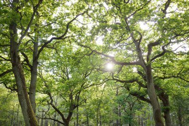 Güneşli bir günde yeşil yaprak döken orman parkının panoramik görüntüsü. Güçlü ağaçlar, bitkiler, yosunlar. Yumuşak güneş ışığı. Atmosferik manzara. Doğa, çevre, ekoloji, eko-turizm, kuzey yürüyüşü, keşif