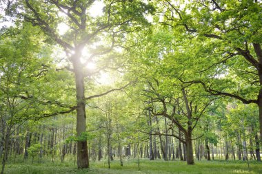 Açık bir yaz gününde yaprak döken orman (halk parkı). Güçlü ağaçlar, yosunlar, yeşil bitkiler. Saf güneş ışığı, güneş ışınları. Idyllic manzara. Doğa, ekoloji, çevre, yürüyüş, eko-turizm, eğlence