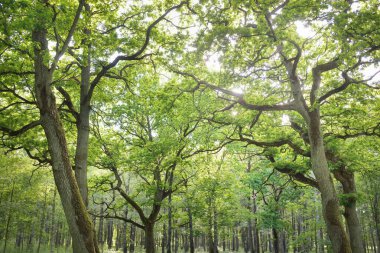 Yeşil yaprak döken ormanda (halk parkında) kudretli büyücü meşe ağacının yakın çekimi. Atmosferik yaz manzarası. Saf doğa, ekoloji, çevre koruma. Avrupa. Gizem, mitoloji, peri masalı