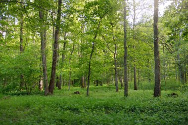 Güneşli bir günde yeşil yaprak döken orman parkının panoramik görüntüsü. Güçlü ağaçlar, bitkiler, yosunlar. Yumuşak güneş ışığı. Atmosferik manzara. Doğa, çevre, ekoloji, eko-turizm, kuzey yürüyüşü, keşif