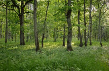 Güneşli bir günde yeşil yaprak döken orman parkının panoramik görüntüsü. Güçlü ağaçlar, bitkiler, yosunlar. Yumuşak güneş ışığı. Atmosferik manzara. Doğa, çevre, ekoloji, eko-turizm, kuzey yürüyüşü, keşif