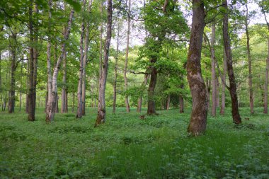 Güneşli bir günde yeşil yaprak döken orman parkının panoramik görüntüsü. Güçlü ağaçlar, bitkiler, yosunlar. Yumuşak güneş ışığı. Atmosferik manzara. Doğa, çevre, ekoloji, eko-turizm, kuzey yürüyüşü, keşif