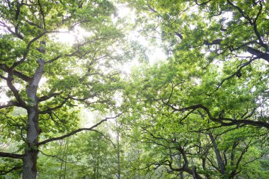 Yeşil yaprak döken ormanda (halk parkında) kudretli büyücü meşe ağacının yakın çekimi. Atmosferik yaz manzarası. Saf doğa, ekoloji, çevre koruma. Avrupa. Gizem, mitoloji, peri masalı