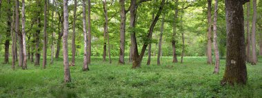 Güneşli bir günde yeşil yaprak döken orman parkının panoramik görüntüsü. Güçlü ağaçlar, bitkiler, yosunlar. Yumuşak güneş ışığı. Atmosferik manzara. Doğa, çevre, ekoloji, eko-turizm, kuzey yürüyüşü, keşif