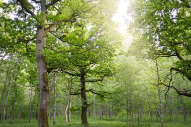 Güneşli bir günde yeşil yaprak döken orman parkının panoramik görüntüsü. Güçlü ağaçlar, bitkiler, yosunlar. Yumuşak güneş ışığı. Atmosferik manzara. Doğa, çevre, ekoloji, eko-turizm, kuzey yürüyüşü, keşif