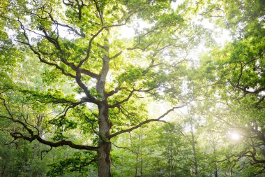 Yeşil yaprak döken ormanda (halk parkında) kudretli büyücü meşe ağacının yakın çekimi. Atmosferik yaz manzarası. Saf doğa, ekoloji, çevre koruma. Avrupa. Gizem, mitoloji, peri masalı