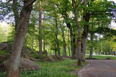 Yeşil yaz ormanının ortasında terk edilmiş eski bir askeri sığınak (muhafız kulübesi). Avrupa. Şehir simgeleri, mimari. Tarih, geçmiş, savaş, çatışma, takviye, koruma. Panoramik görünüm