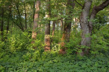 Güneşli bir günde yeşil yaprak döken orman parkının panoramik görüntüsü. Güçlü ağaçlar, bitkiler, yosunlar. Yumuşak güneş ışığı. Atmosferik manzara. Doğa, çevre, ekoloji, eko-turizm, kuzey yürüyüşü, keşif