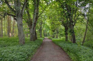 Karanlık Orman Parkı 'ndan geçen yol (kırsal yol, sokak). Güçlü yeşil yapraklı ağaçlar, yosunlar, bitkiler. Yaz manzarası. Doğa, ekoloji. Eko-turizm, yürüyüş. Bisiklet, kuzey yürüyüşü