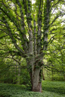 Koyu yeşil yaprak döken orman parkı güneşli bir günde. Kestane ağacına yakın plan. Yumuşak güneş ışığı. Atmosferik manzara. Doğa, çevre koruma, ekoloji, eko-turizm