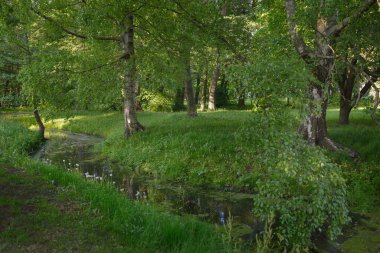 Orman parkındaki küçük nehir (kanal). Güçlü yeşil yapraklı ağaçlar, kır çiçekleri, bitkiler. Karanlık atmosferik yaz manzarası. Doğa, ekoloji. Eko-turizm, yürüyüş. Bisiklet, kuzey yürüyüşü