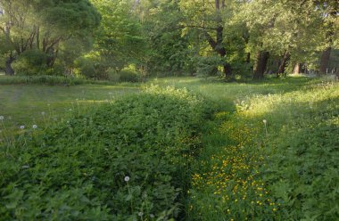 Güneşli bir bahar gününde yeşil yaprak döken bir orman parkında (ara yol). Güçlü ağaçlar. Yumuşak güneş ışığı, güneş ışınları. Doğa, çevre koruma, ekoloji, eko-turizm, kuzey yürüyüşü, bisiklet