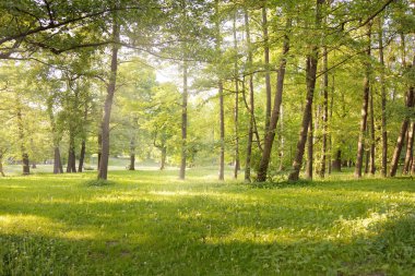 Güneşli bir bahar gününde yeşil yaprak döken bir orman parkında (ara yol). Güçlü ağaçlar. Yumuşak güneş ışığı, güneş ışınları. Doğa, çevre koruma, ekoloji, eko-turizm, kuzey yürüyüşü, bisiklet