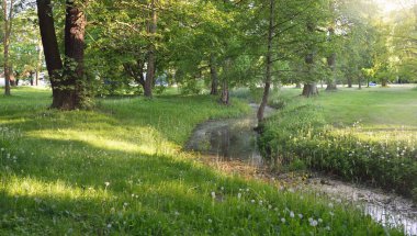 Orman parkındaki küçük nehir (kanal). Güçlü yeşil yapraklı ağaçlar, kır çiçekleri, bitkiler. Altın güneş ışığı. Idyllic yaz manzarası. Doğa, ekoloji. Eko-turizm, yürüyüş. Bisiklet, kuzey yürüyüşü