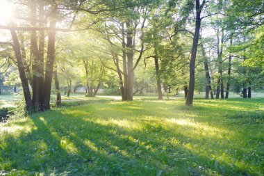 Güneşli bir bahar gününde yeşil yaprak döken bir orman parkında (ara yol). Güçlü ağaçlar. Yumuşak güneş ışığı, güneş ışınları. Doğa, çevre koruma, ekoloji, eko-turizm, kuzey yürüyüşü, bisiklet