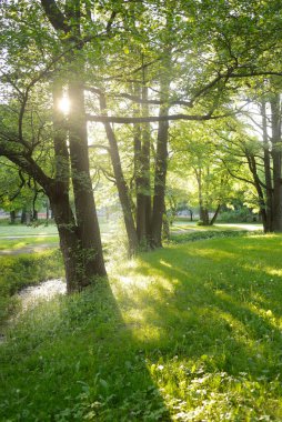 Güneşli bir bahar gününde yeşil yaprak döken bir orman parkında (ara yol). Güçlü ağaçlar. Yumuşak güneş ışığı, güneş ışınları. Doğa, çevre koruma, ekoloji, eko-turizm, kuzey yürüyüşü, bisiklet