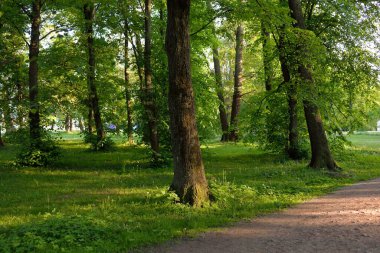 Orman parkından geçen patika (kırsal yol, sokak). Güçlü yeşil yapraklı ağaçlar, kır çiçekleri, bitkiler. Yaz manzarası. Doğa, ekoloji. Eko-turizm, yürüyüş. Bisiklet, kuzey yürüyüşü