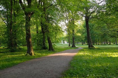 Orman parkından geçen patika (kırsal yol, sokak). Güçlü yeşil yapraklı ağaçlar, kır çiçekleri, bitkiler. Yaz manzarası. Doğa, ekoloji. Eko-turizm, yürüyüş. Bisiklet, kuzey yürüyüşü