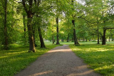 Orman parkından geçen patika (kırsal yol, sokak). Güçlü yeşil yapraklı ağaçlar, kır çiçekleri, bitkiler. Yaz manzarası. Doğa, ekoloji. Eko-turizm, yürüyüş. Bisiklet, kuzey yürüyüşü