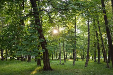 Güneşli bir bahar gününde yeşil yaprak döken bir orman parkında (ara yol). Güçlü ağaçlar. Yumuşak güneş ışığı, güneş ışınları. Doğa, çevre koruma, ekoloji, eko-turizm, kuzey yürüyüşü, bisiklet