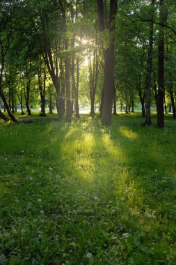 Güneşli bir bahar gününde yeşil yaprak döken bir orman parkında (ara yol). Güçlü ağaçlar. Yumuşak güneş ışığı, güneş ışınları. Doğa, çevre koruma, ekoloji, eko-turizm, kuzey yürüyüşü, bisiklet
