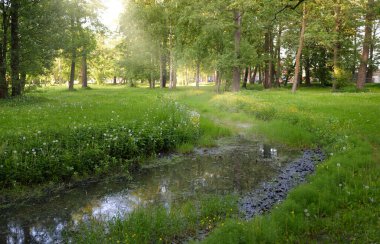 Orman parkındaki küçük nehir (kanal). Güçlü yeşil yapraklı ağaçlar, kır çiçekleri, bitkiler. Altın güneş ışığı. Idyllic yaz manzarası. Doğa, ekoloji. Eko-turizm, yürüyüş. Bisiklet, kuzey yürüyüşü
