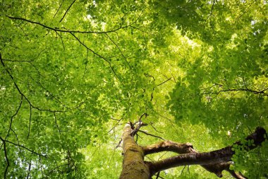 Yeşil yaz kayın ormanının panoramik manzarası. Kudretli ağaçların arasından gün ışığı. Çevresel koruma, ekoloji, saf doğa, eko-turizm. Idyllic manzara