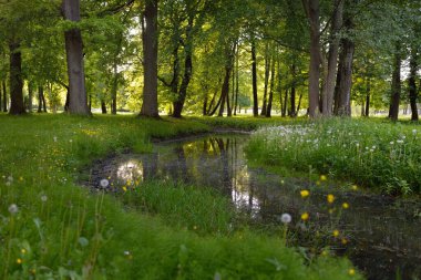 Orman parkındaki küçük nehir (kanal). Güçlü yeşil yapraklı ağaçlar, kır çiçekleri, bitkiler. Altın güneş ışığı. Idyllic yaz manzarası. Doğa, ekoloji. Eko-turizm, yürüyüş. Bisiklet, kuzey yürüyüşü
