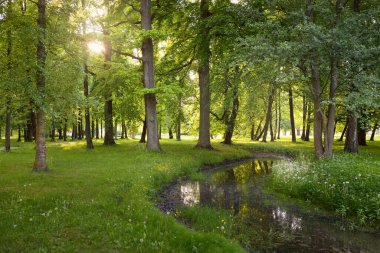 Orman parkındaki küçük nehir (kanal). Güçlü yeşil yapraklı ağaçlar, kır çiçekleri, bitkiler. Altın güneş ışığı. Idyllic yaz manzarası. Doğa, ekoloji. Eko-turizm, yürüyüş. Bisiklet, kuzey yürüyüşü