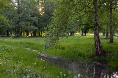 Orman parkındaki küçük nehir (kanal). Güçlü yeşil yapraklı ağaçlar, kır çiçekleri, bitkiler. Karanlık atmosferik yaz manzarası. Doğa, ekoloji. Eko-turizm, yürüyüş. Bisiklet, kuzey yürüyüşü