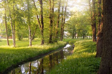 Orman parkındaki küçük nehir (kanal). Güçlü yeşil yapraklı ağaçlar, kır çiçekleri, bitkiler. Altın güneş ışığı. Idyllic yaz manzarası. Doğa, ekoloji. Eko-turizm, yürüyüş. Bisiklet, kuzey yürüyüşü