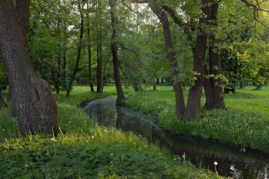 Orman parkındaki küçük nehir (kanal). Güçlü yeşil yapraklı ağaçlar, kır çiçekleri, bitkiler. Altın güneş ışığı. Idyllic yaz manzarası. Doğa, ekoloji. Eko-turizm, yürüyüş. Bisiklet, kuzey yürüyüşü