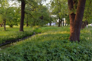 Orman parkındaki küçük nehir (kanal). Güçlü yeşil yapraklı ağaçlar, kır çiçekleri, bitkiler. Altın güneş ışığı. Idyllic yaz manzarası. Doğa, ekoloji. Eko-turizm, yürüyüş. Bisiklet, kuzey yürüyüşü