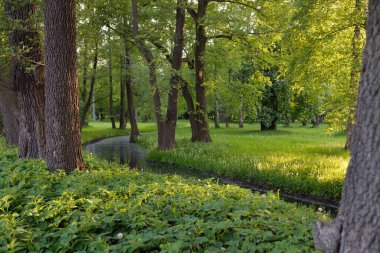 Orman parkındaki küçük nehir (kanal). Güçlü yeşil yapraklı ağaçlar, kır çiçekleri, bitkiler. Altın güneş ışığı. Idyllic yaz manzarası. Doğa, ekoloji. Eko-turizm, yürüyüş. Bisiklet, kuzey yürüyüşü