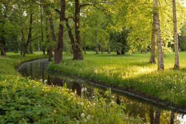 Orman parkındaki küçük nehir (kanal). Güçlü yeşil yapraklı ağaçlar, kır çiçekleri, bitkiler. Altın güneş ışığı. Idyllic yaz manzarası. Doğa, ekoloji. Eko-turizm, yürüyüş. Bisiklet, kuzey yürüyüşü