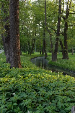 Orman parkındaki küçük nehir (kanal). Güçlü yeşil yapraklı ağaçlar, kır çiçekleri, bitkiler. Altın güneş ışığı. Idyllic yaz manzarası. Doğa, ekoloji. Eko-turizm, yürüyüş. Bisiklet, kuzey yürüyüşü