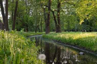 Orman parkındaki küçük nehir (kanal). Güçlü yeşil yapraklı ağaçlar, kır çiçekleri, bitkiler. Altın güneş ışığı. Idyllic yaz manzarası. Doğa, ekoloji. Eko-turizm, yürüyüş. Bisiklet, kuzey yürüyüşü