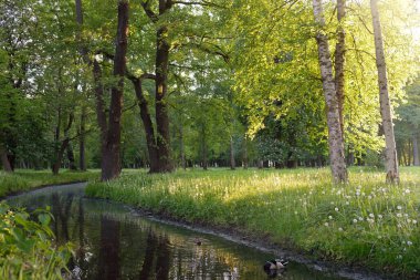 Orman parkındaki küçük nehir (kanal). Güçlü yeşil yapraklı ağaçlar, kır çiçekleri, bitkiler. Altın güneş ışığı. Idyllic yaz manzarası. Doğa, ekoloji. Eko-turizm, yürüyüş. Bisiklet, kuzey yürüyüşü