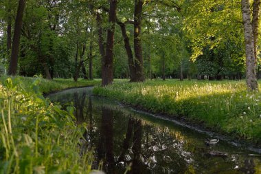 Orman parkındaki küçük nehir (kanal). Güçlü yeşil yapraklı ağaçlar, kır çiçekleri, bitkiler. Karanlık atmosferik yaz manzarası. Doğa, ekoloji. Eko-turizm, yürüyüş. Bisiklet, kuzey yürüyüşü