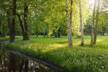 Orman parkındaki küçük nehir (kanal). Güçlü yeşil yapraklı ağaçlar, kır çiçekleri, bitkiler. Altın güneş ışığı. Idyllic yaz manzarası. Doğa, ekoloji. Eko-turizm, yürüyüş. Bisiklet, kuzey yürüyüşü